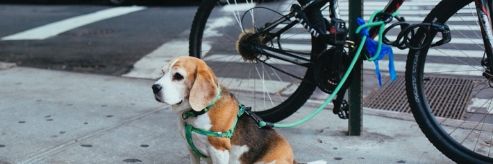 Как защитить велосипед от кражи​. Описание велосипедных замков